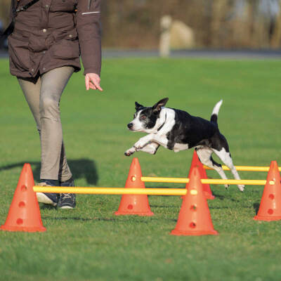 Trixie Köpek Agility Oyuncağı 3 Ad 23X30cm 78cm - 1